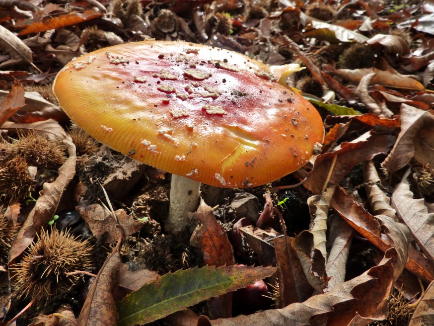 Champignon - Automne - Compostelle - Villafranca