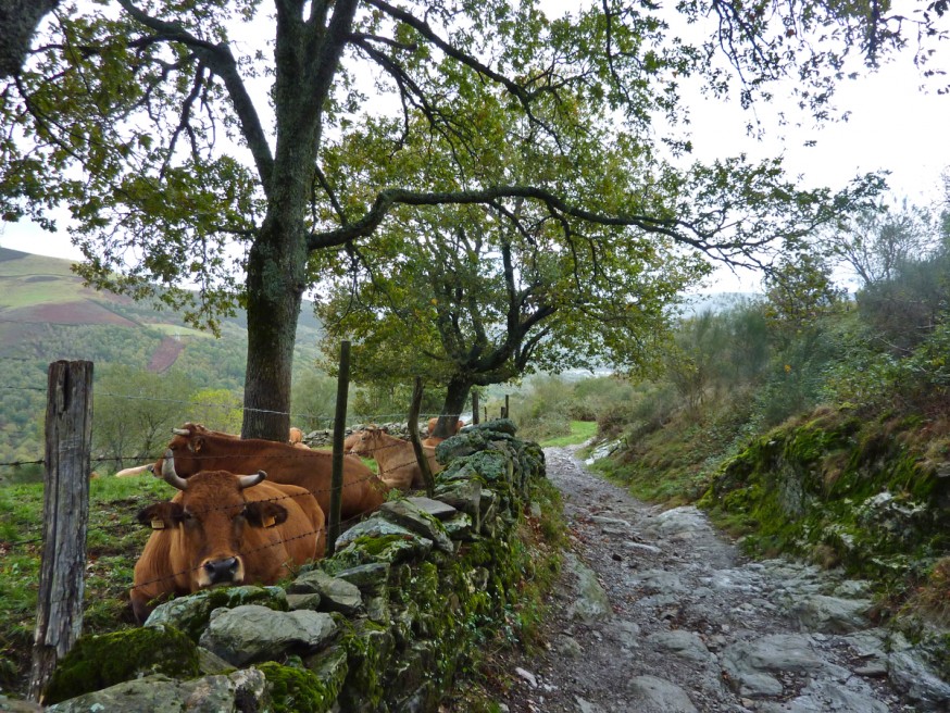 Chemin de campagne - Vaches - Galice - Compostelle