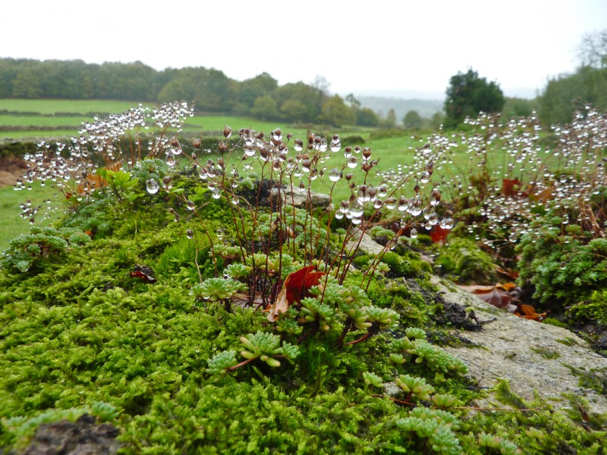 Compostelle - Galice - Goutelettes de pluie sur mousse