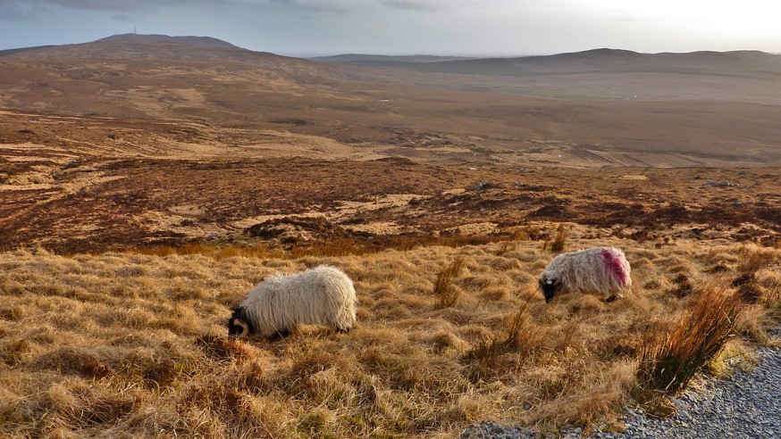 Connemara - Diamond Hill - 4