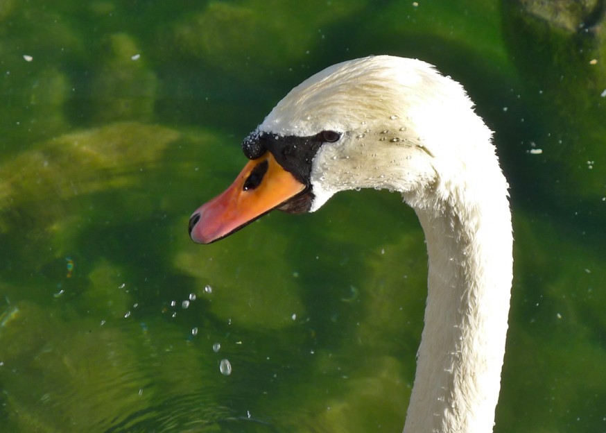 Cygne lac de Bled