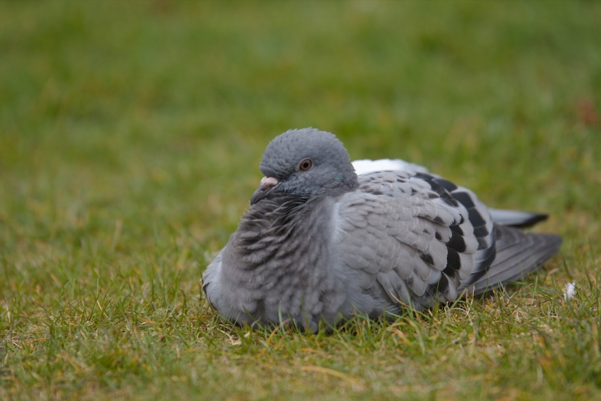 Dublin - 6 - Pigeon