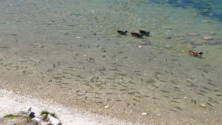 Eau limpide - Lac de Bohinj