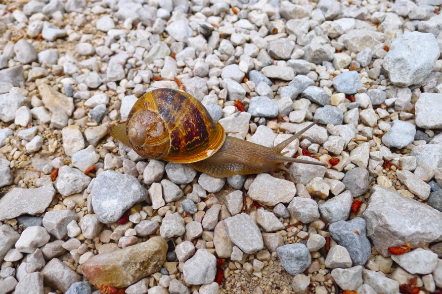 Escargot sur le chemin - Calanque d'En-Vau