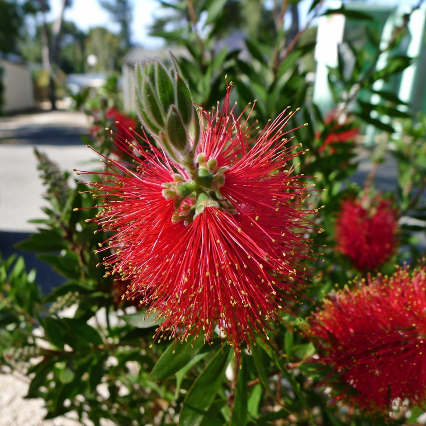 Fleur rouge de Callistemon citrinus