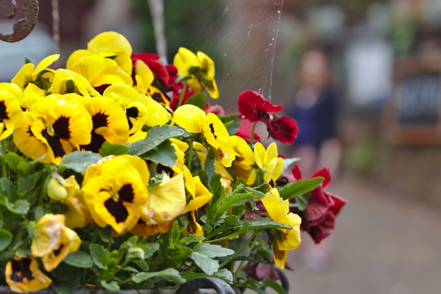 Fleurs - Fontaine - Place du marché - Miltenberg