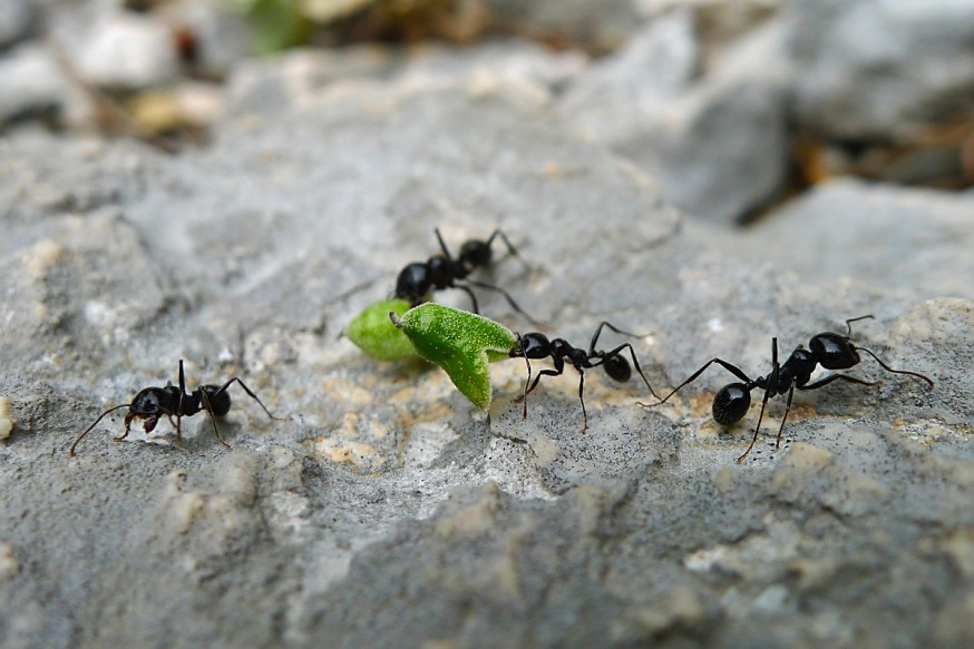 Fourmis sur le chemin de la calanque de sugiton