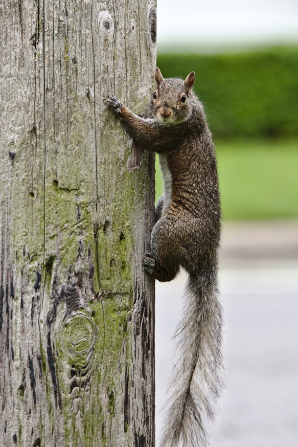 Niagara-on-the-lake - Ontario - Canada - Ecureuil