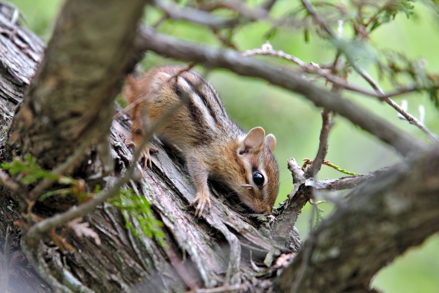 Chipmunk - Killbear provincial parc