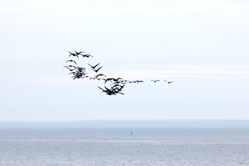 Cormorans en vol groupé - Iles de Toronto