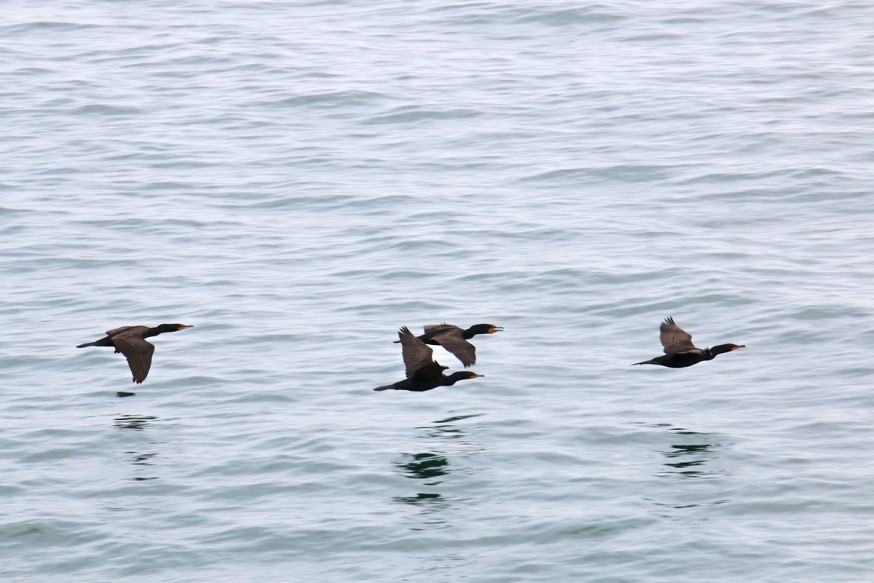 Cormorans qui partent pêcher - Iles de Toronto
