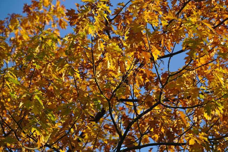 Couleurs d'automne - Darmstadt Bessungen