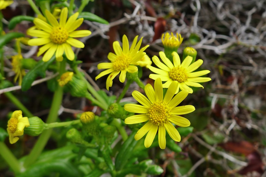 Fleurs jaunes calanques Marseille