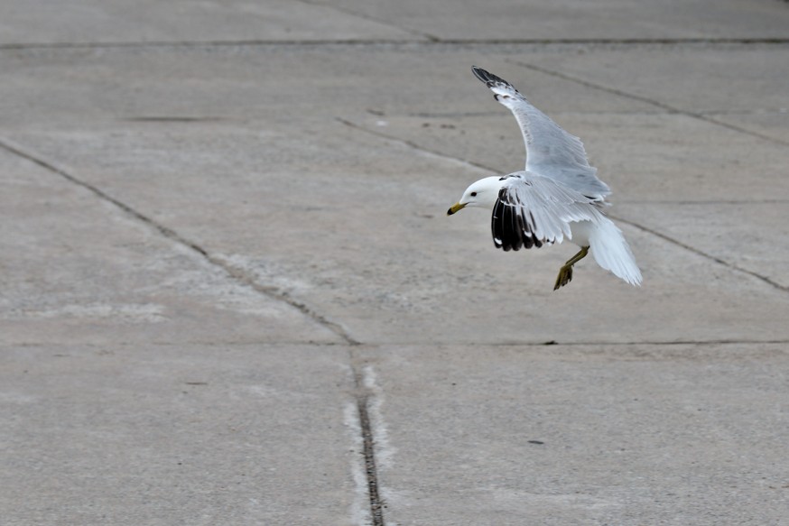 Mouette - Iles de Toronto