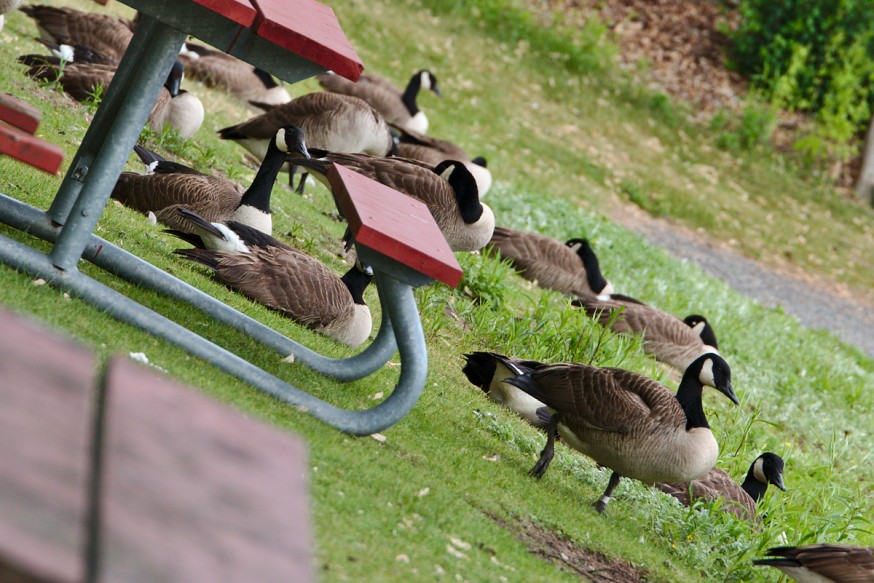 Oies - Duck Island - Iles de Toronto