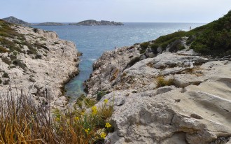 Vegetation callanque de la Mounine