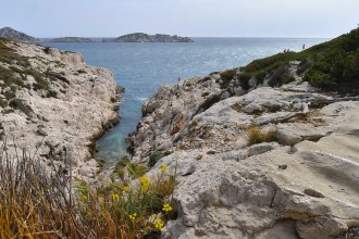 Vegetation callanque de la Mounine