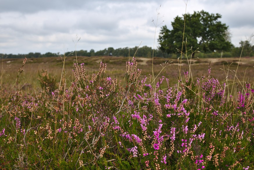 Bruyere en fleurs - Tourbière - Marais Pietzmoor - Lüneburger Heide