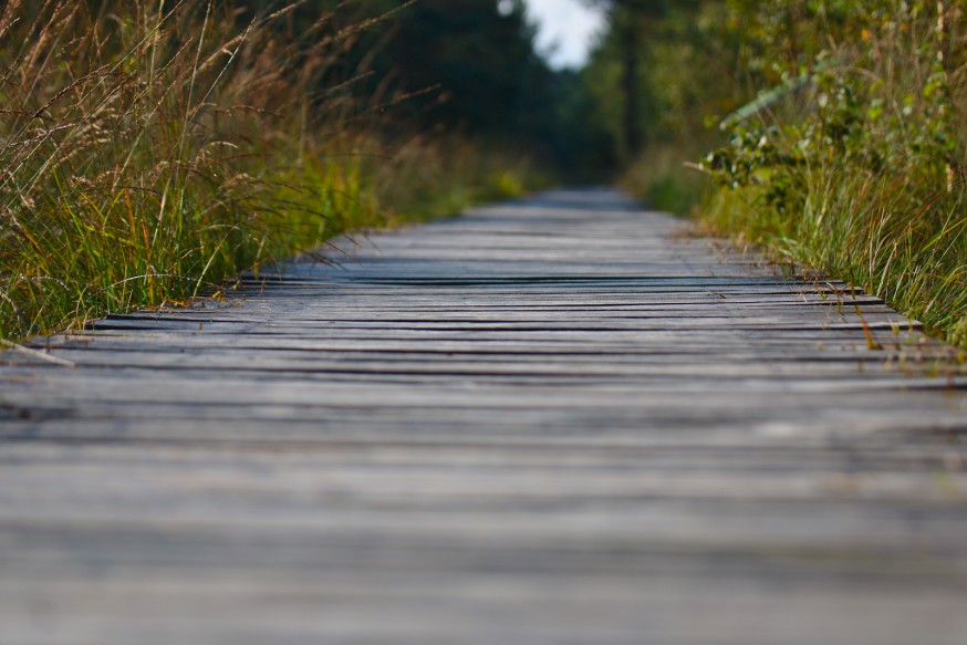 Chemin de planches - Tourbière - Marais Pietzmoor - Lüneburger Heide