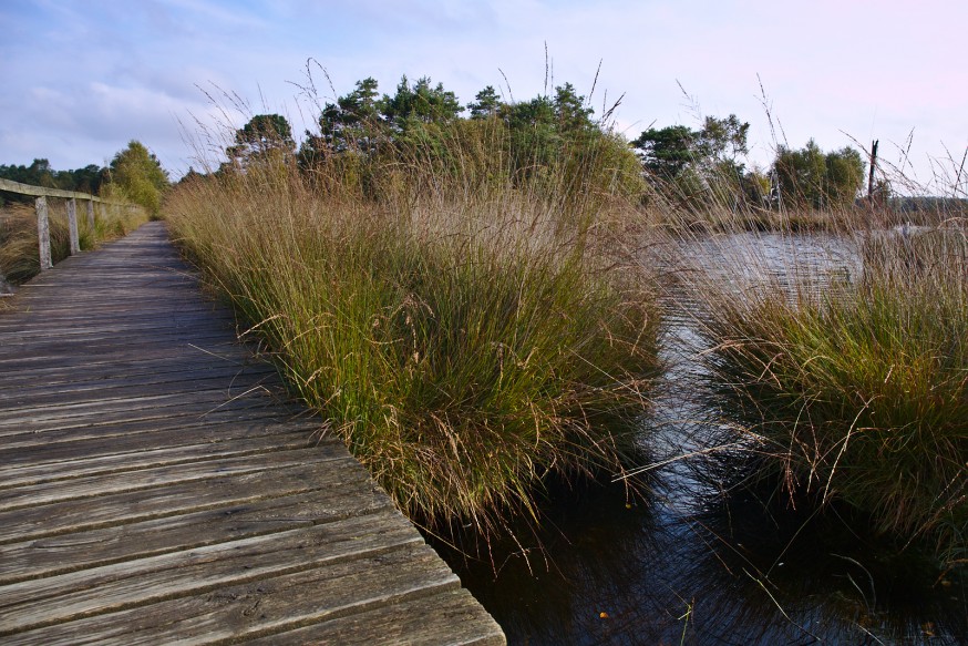 Chemin de planches sur l eau - Tourbière - Marais Pietzmoor - Lüneburger Heide