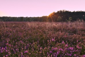 Coucher de soleil sur la Osterheide - Lande de Lunebourg