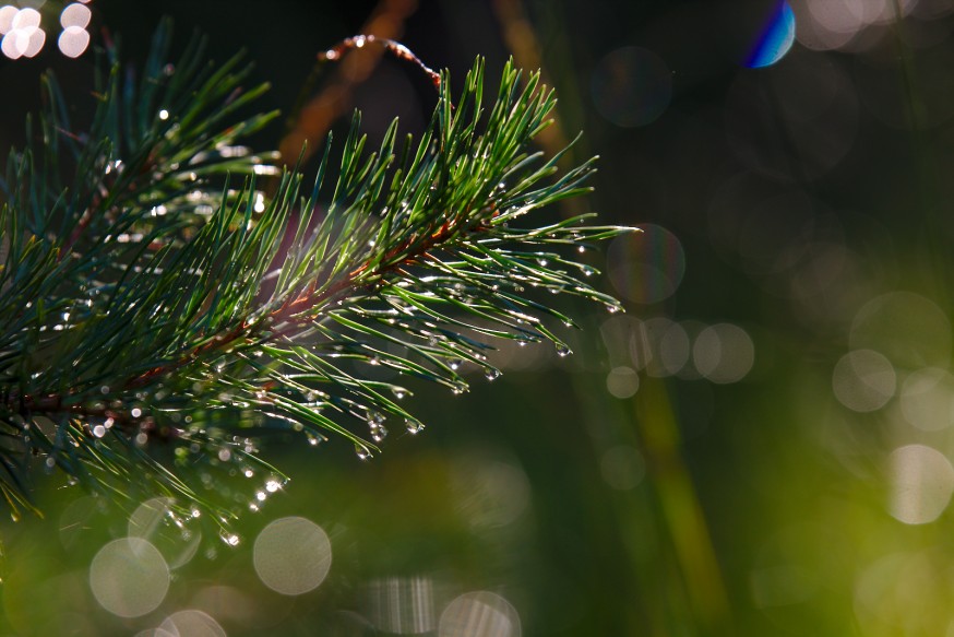 Goutelettes de pluie - Tourbière - Marais Pietzmoor - Lüneburger Heide