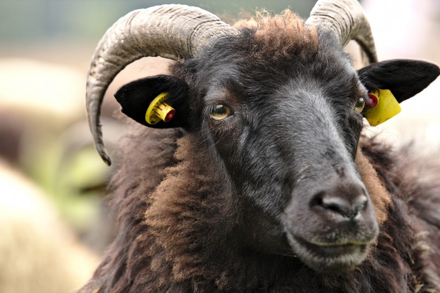 Heideschnucken - Mouton de la lande de Lunebourg