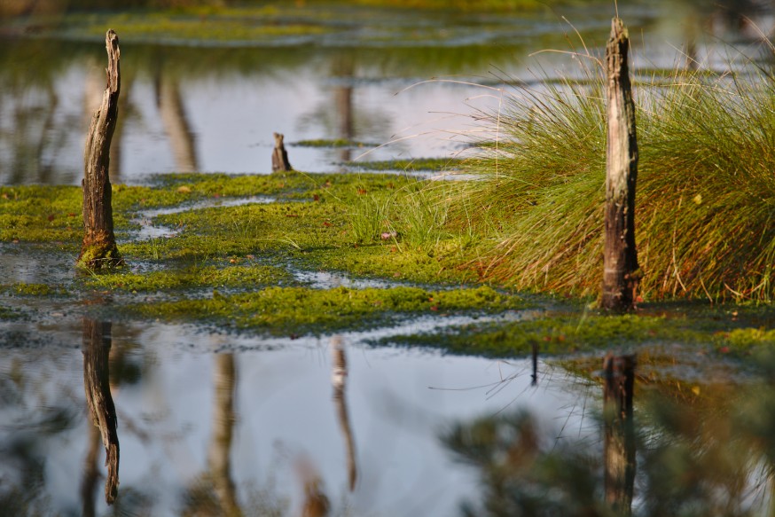 Mousses et graminees - Tourbière - Marais Pietzmoor - Lüneburger Heide