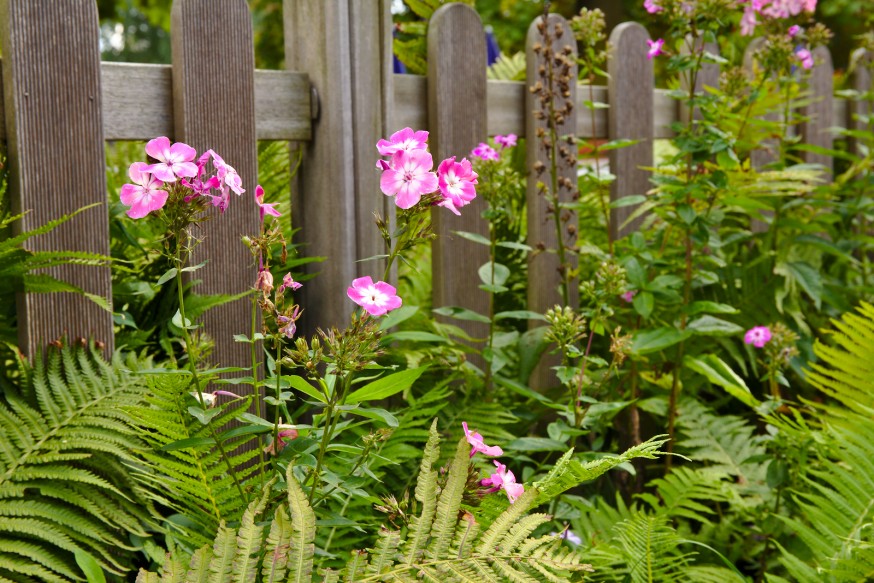 Phlox en fleurs - Walsrode - Lande de Lunebourg