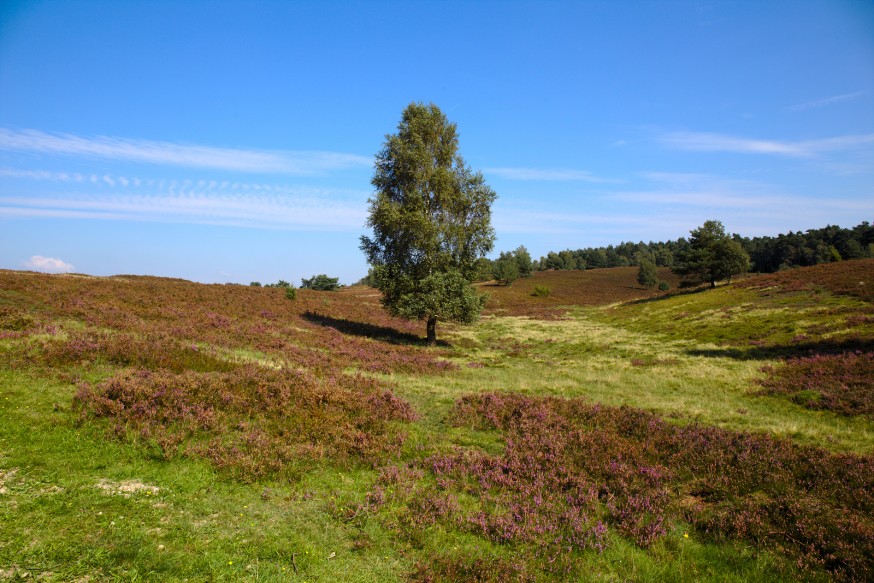 Arbre isolé - Wilseder Berg - Lüneburger Heide