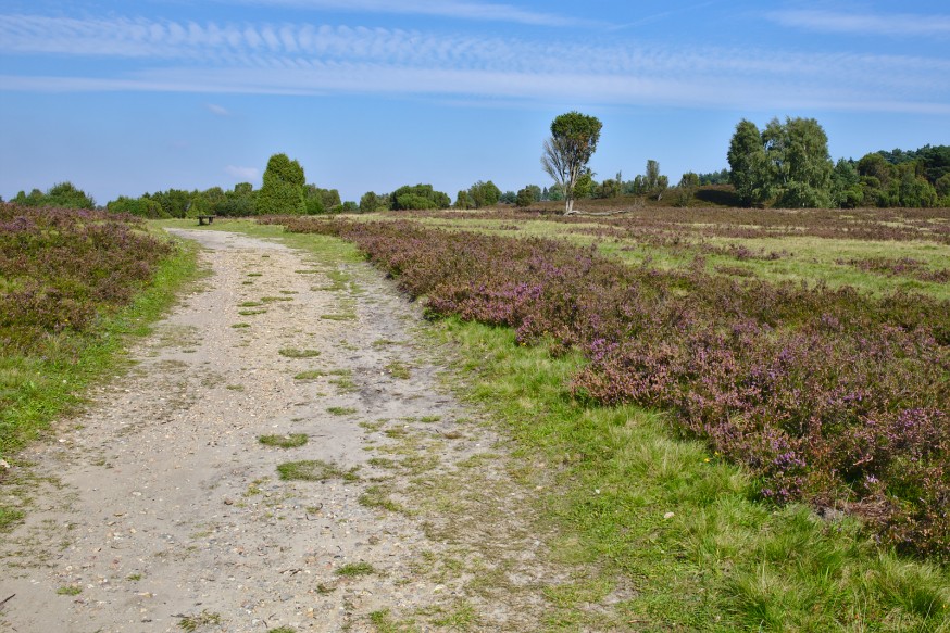 Chemin - Wilseder Berg - Lüneburger Heide