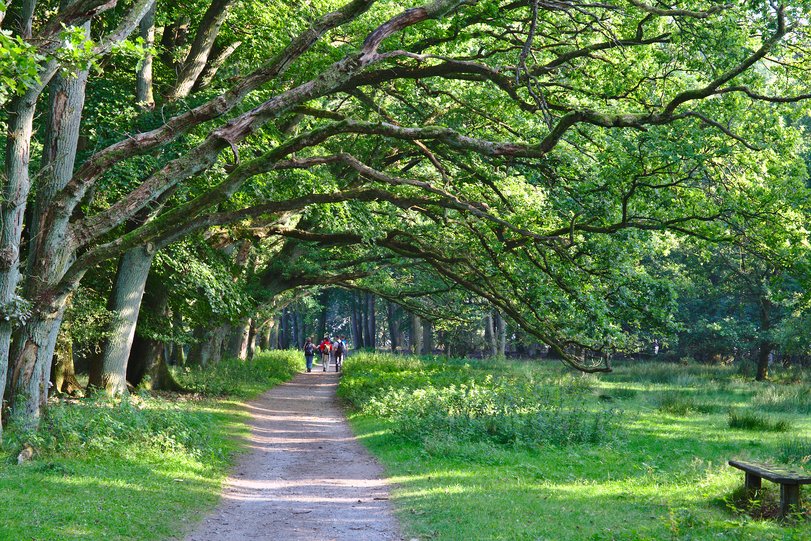 Chemin ombragé - Wilsede - Lüneburger Heide