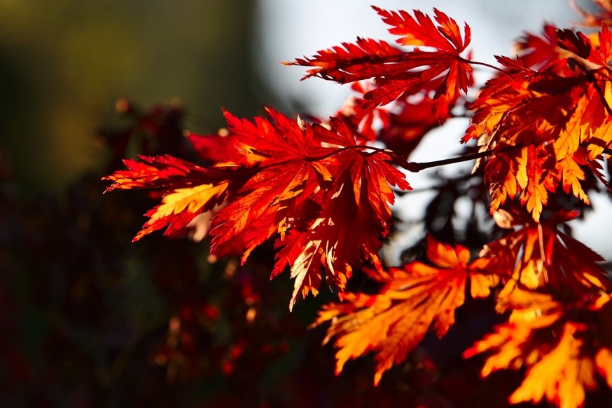 Erable japonais - Automne - Darmstadt Bessungen