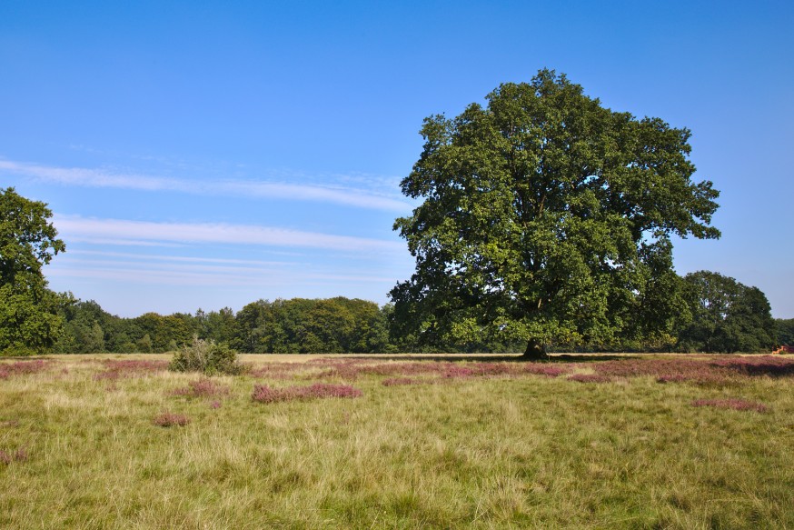 Fin d'été - Wilseder Berg - Lüneburger Heide