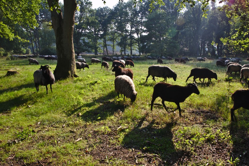 Moutons Jaglu - Heidschnucke - Wilsede - Lüneburger Heide