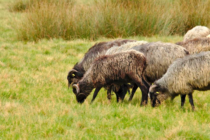 Moutons Jaglu - Heidschnucken - Osterheide - Schneverdingen