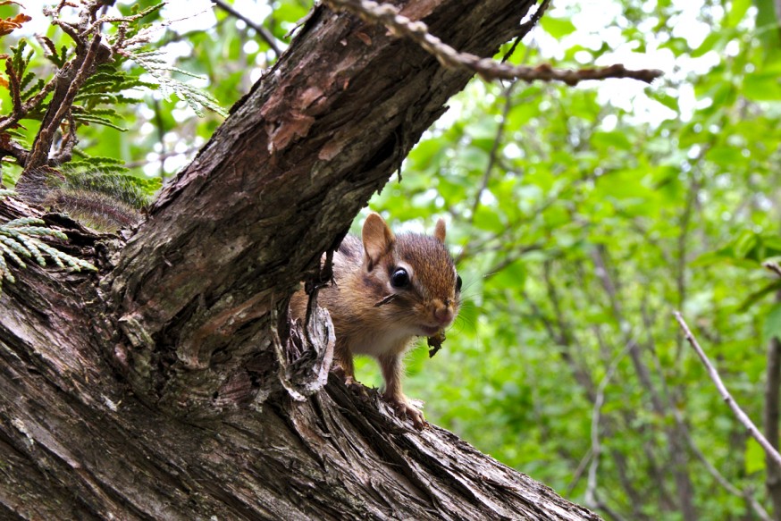 Cache-cache au chipmunk - Killbear Provincial Park