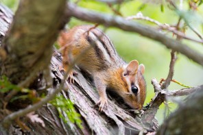 Chipmunk dans un arbre - Killbear Provincial Park