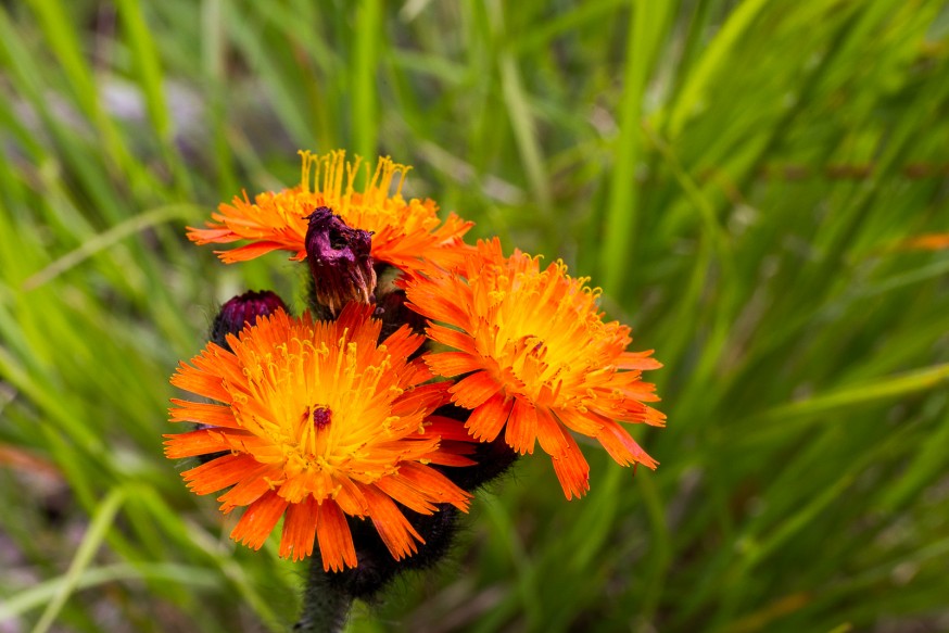 Fleur sauvage - Killbear Provincial Park