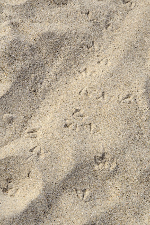 Traces de mouettes - Plage de Saint-Lunaire