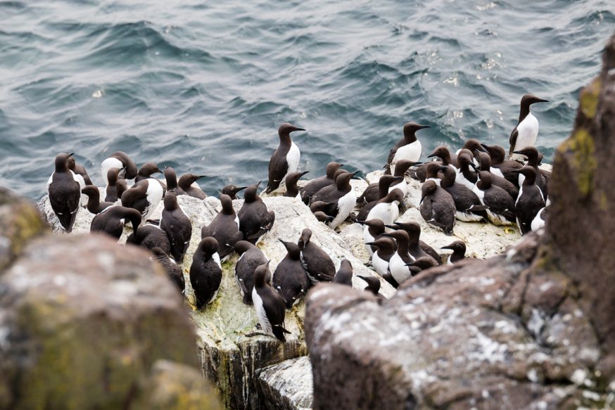 Anstruther-IsleOfMay - colonie de guillemots