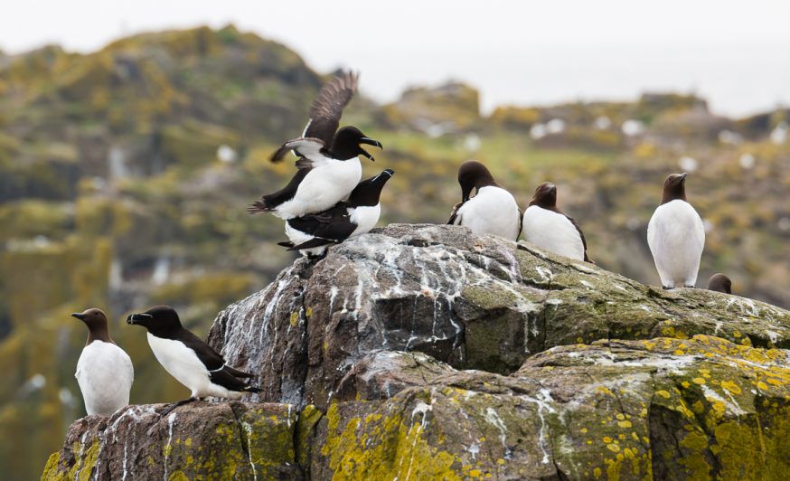 Anstruther-IsleOfMay- Petits pingouins et guillemots