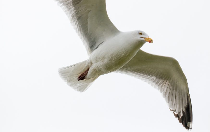 IsleOfMay - Mouette en vol