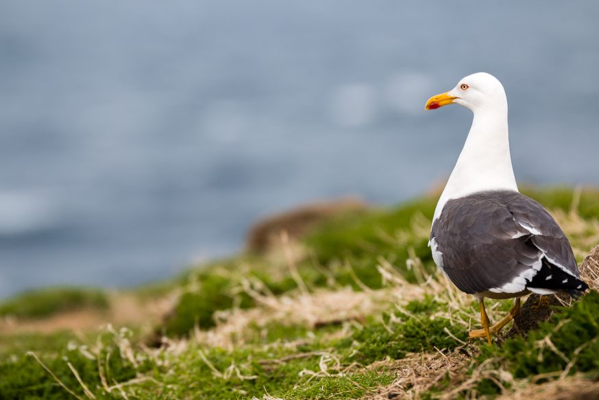 Anstruther-IsleOfMay-Mouette