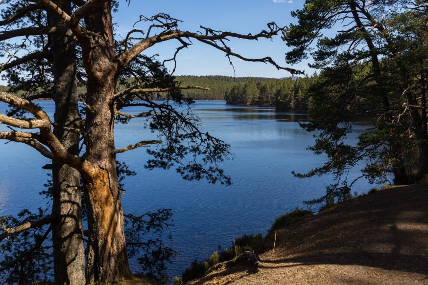 Rothiemurchus Cairngorms-loch an eilein-2