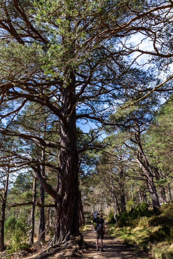 Rothiemurchus Cairngorms-loch an eilein-6