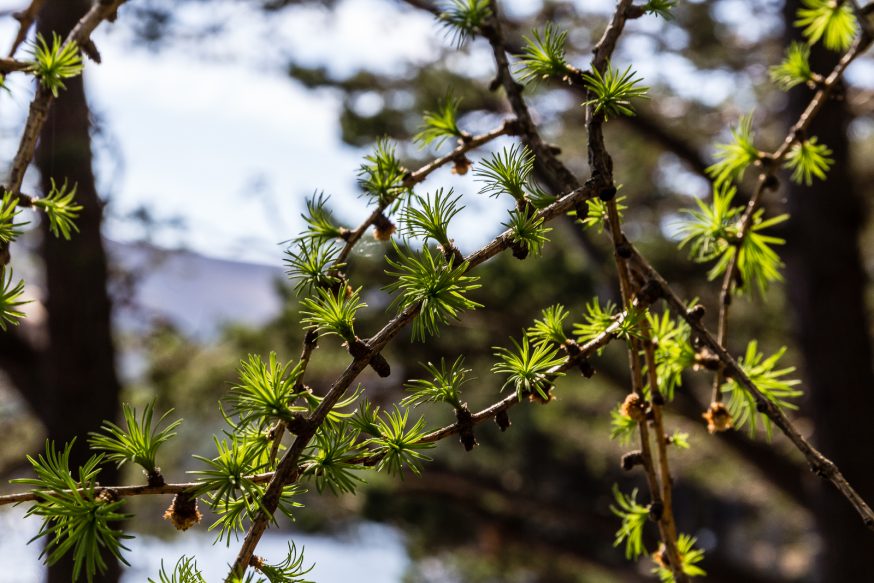 Rothiemurchus Cairngorms-loch an eilein-9