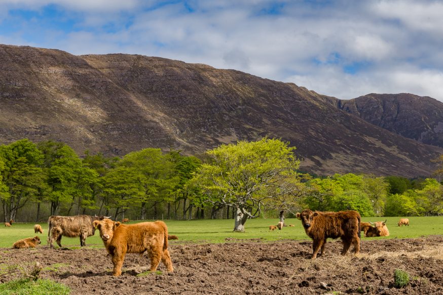 Applecross - Vache Highland - 2