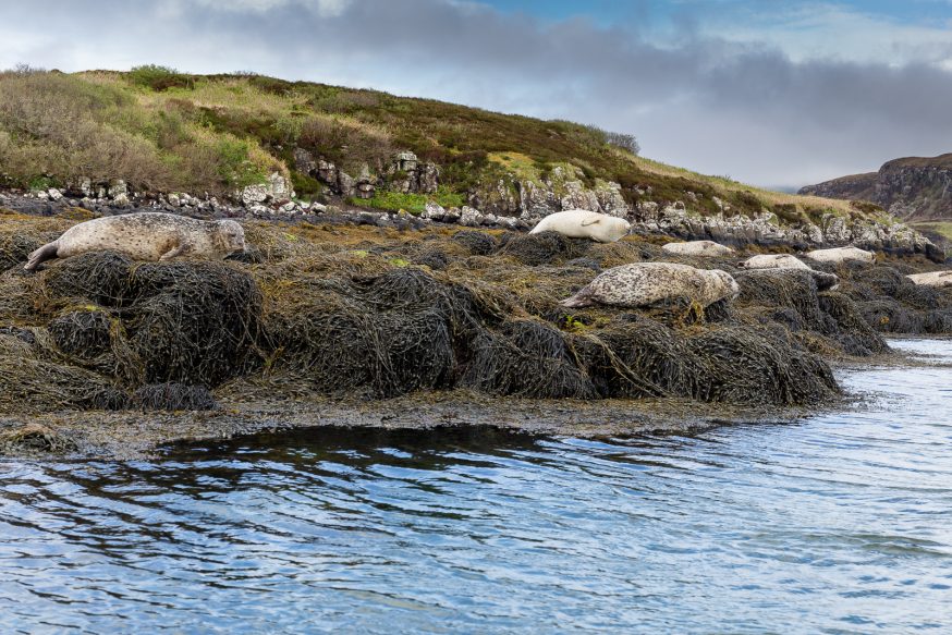 Dunvegan-bateau-phoques-2