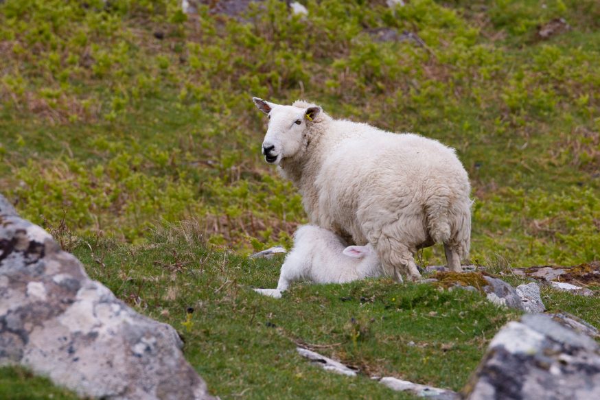 Randonnee-Skye-Neist-Point-5